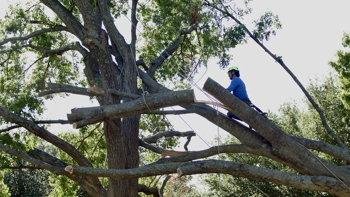 Professional Crown Thinning performed by certified arborists in Waldron